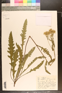 Parthenium integrifolium image