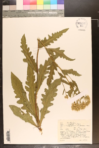 Parthenium integrifolium image