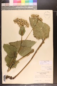 Parthenium auriculatum image