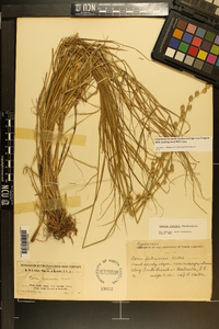 Carex longii image