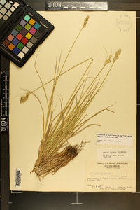 Carex longii image