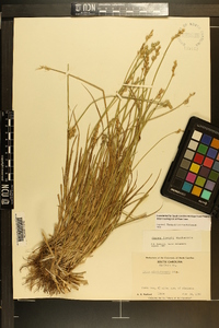 Carex longii image