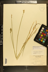 Carex longii image