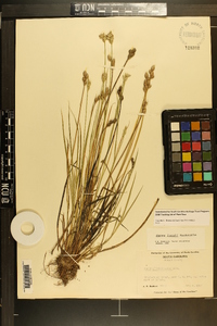 Carex longii image