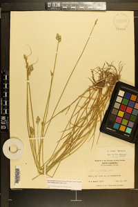 Carex longii image