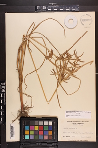 Cyperus esculentus var. macrostachyus image