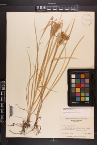 Cyperus esculentus var. leptostachyus image