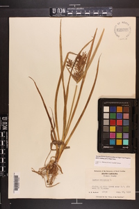 Cyperus esculentus var. leptostachyus image