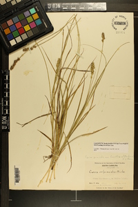 Carex gravida var. lunelliana image