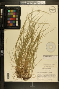 Carex socialis image