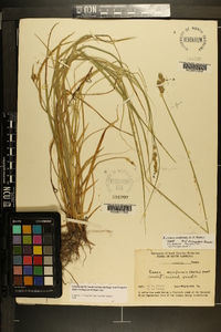 Carex reniformis image