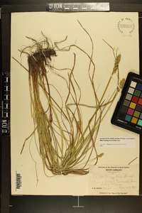 Carex triangularis image