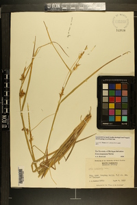 Carex turgescens image