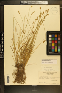 Carex longii image