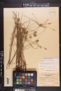 Cyperus hystricinus image