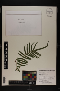 Pteris vittata image