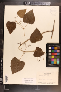 Ampelopsis cordata image