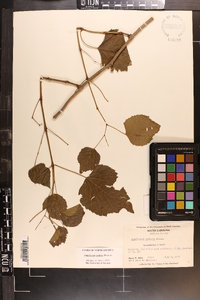 Ampelopsis cordata image