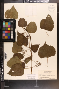 Ampelopsis cordata image