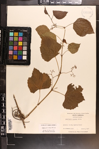 Ampelopsis cordata image