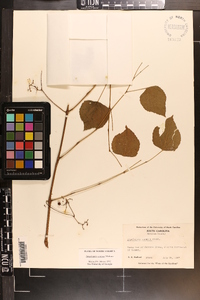 Ampelopsis cordata image