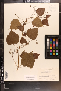 Ampelopsis cordata image