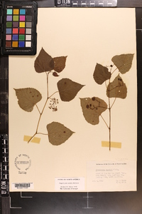 Ampelopsis cordata image