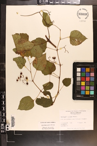 Ampelopsis cordata image