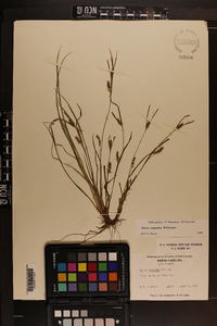 Carex conoidea image