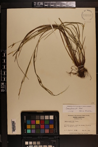 Carex planispicata image