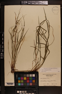 Carex planispicata image