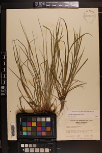 Carex planispicata image