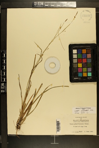 Carex styloflexa image