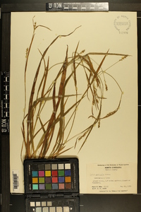 Carex striatula image