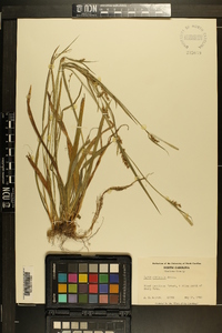 Carex striatula image