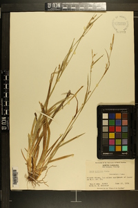 Carex striatula image