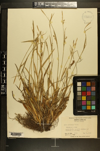 Carex striatula image