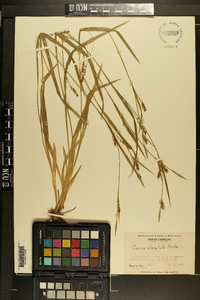 Carex striatula image