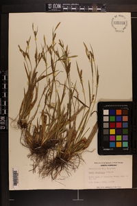 Carex striatula image