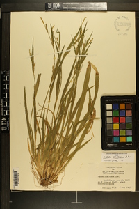 Carex striatula image