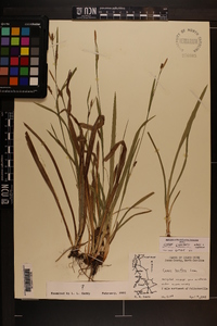 Carex gholsonii image