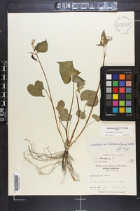 Viola canadensis var. canadensis image