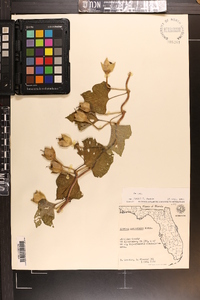 Ipomoea macrorhiza image