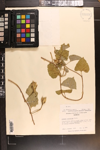 Ipomoea macrorhiza image