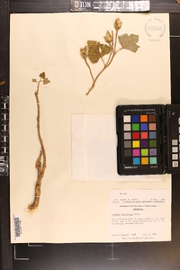 Ipomoea macrorhiza image