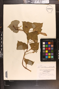 Ipomoea macrorhiza image