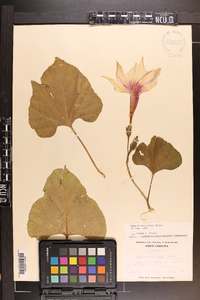 Ipomoea macrorhiza image