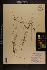 Cyperus houghtonii image