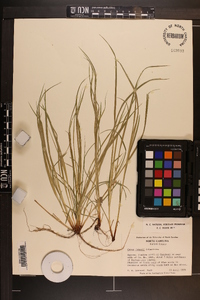 Carex jamesii image