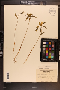 Uvularia sessilifolia image